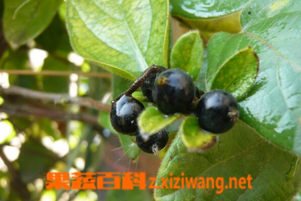 金银花果实的作用 金银花果实药用价值