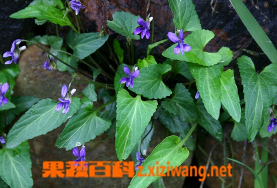 犁头草的功效与作用