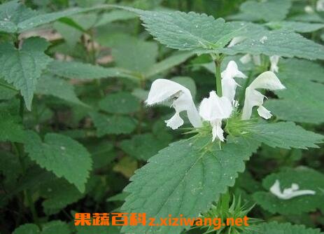 野芝麻根的功效与作用及禁忌