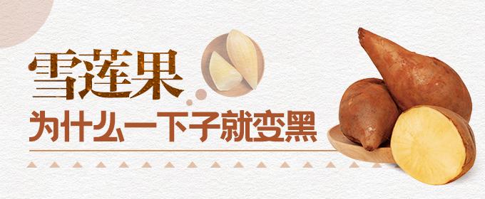 雪莲果为什么一下子就变黑【怎么防止雪莲果变黑】