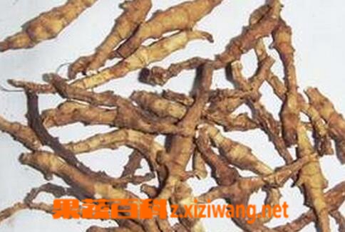 中药九节菖蒲的功效与作用
