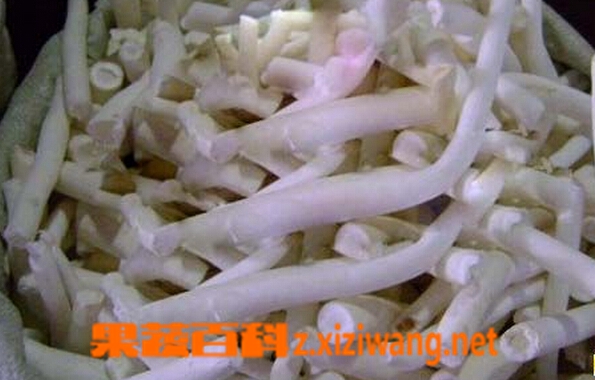 通草下奶有副作用吗 通草副作用有哪些