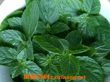 薄荷叶的功效和作用,薄荷叶的药用价值