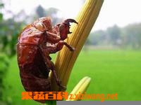 蝉蜕的功效与作用