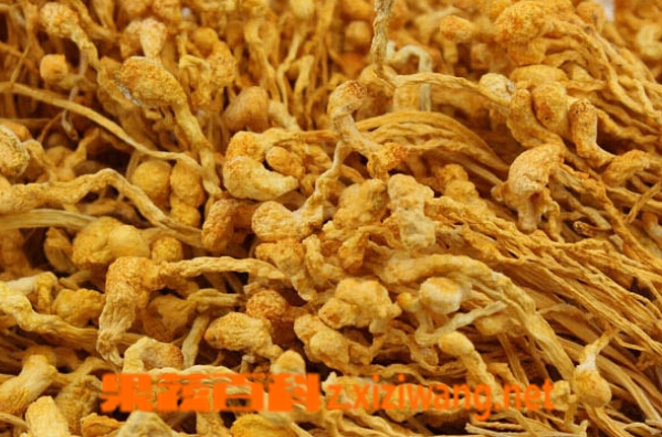 冬虫夏草花的十大养生功效