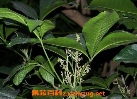 三叉苦的功效与作用 三叉苦的禁忌