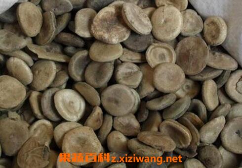 中药马钱子性味归经 马钱子功效作用及应用