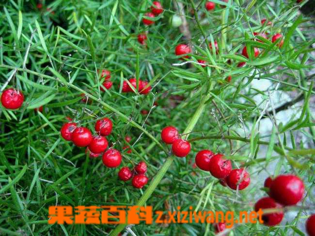 天门冬图片 中药天门冬的功效与作用