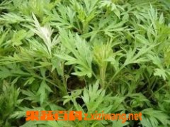 艾叶有何功效 桑葚的功效和作用