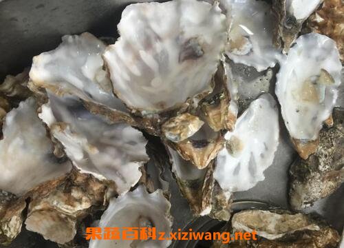 中药牡蛎壳的功效与作用及禁忌 中药牡蛎壳的使用禁忌