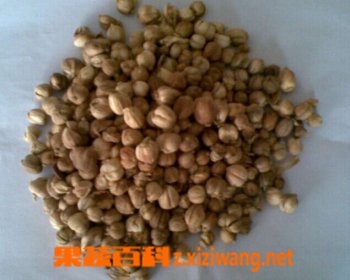 白豆蔻的功效和作用