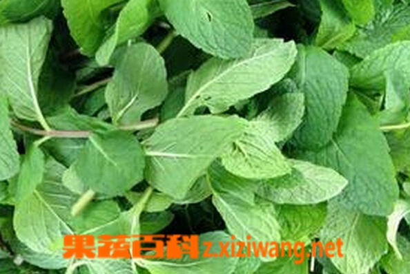 新鲜薄荷叶的功效 薄荷叶用途