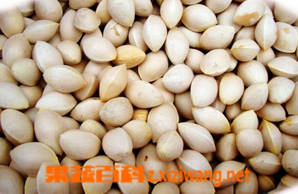 白果的吃法 白果的食用禁忌