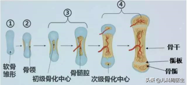 怎么样才能长高16岁男 怎么样才能长高