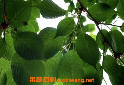 中药截根的功效与作用 截根的药用价值