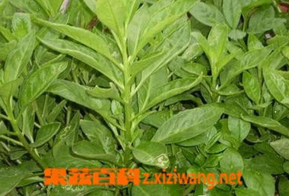 三七草的功效与作用 三七草的药用价值