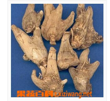 白芨功效和作用有哪些