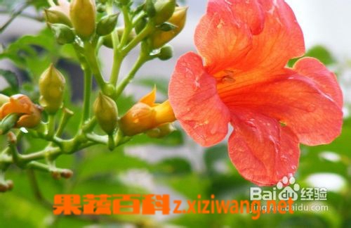 密陀僧的功效与作用