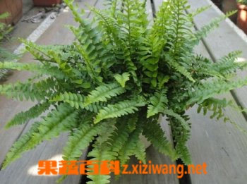 骨碎补的民间故事和功效
