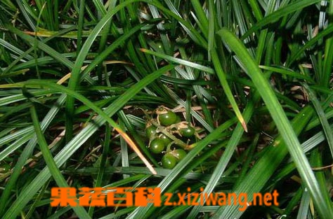 麦冬功效与作用