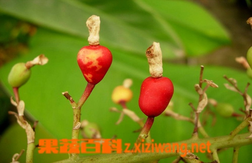 香豆蔻的功效与作用