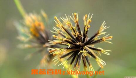 长期用鬼针草泡水喝有副作用吗