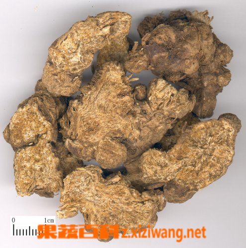 苍术图片 苍术的功效与作用
