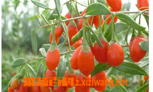 地骨皮的功效和作用