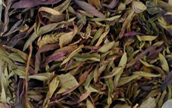 凤尾茶图片 凤尾茶的功效与作用