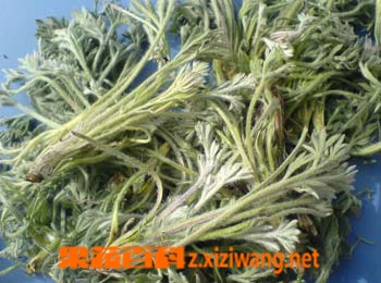 藏茵陈的功效与作用