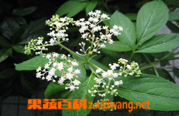 走马箭的功效与作用