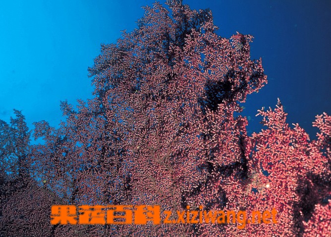 红珊瑚的作用