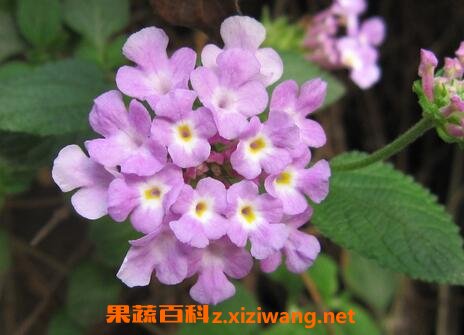 紫云英草的功效与作用