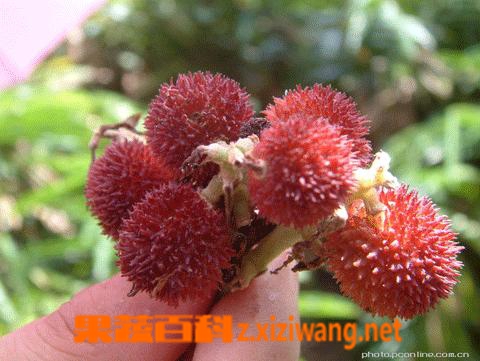 阳春砂的功效与作用