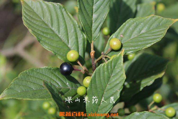 苦李根的作用与功效 苦李根的药用价值