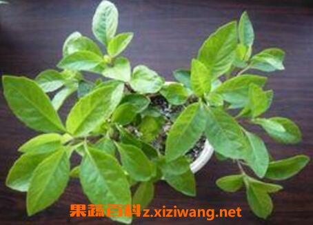 长寿草的功效与图片