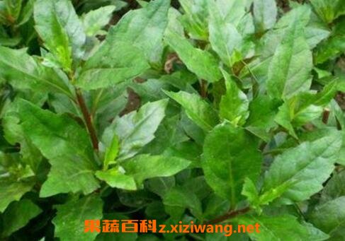长寿草的功效与图片