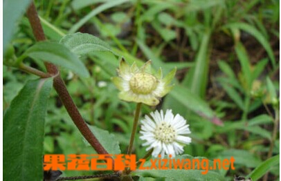 白花蟛蜞草的功效与作用