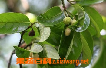 白桂木的功效和作用
