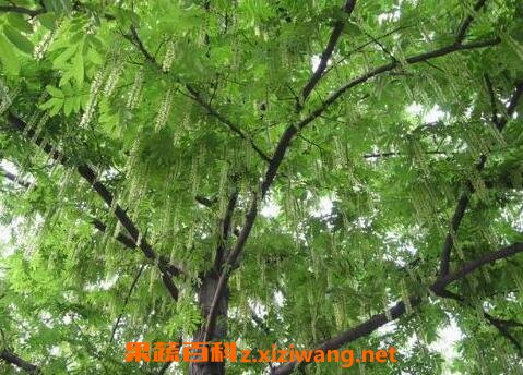 枫杨树根的药用功效和药用价值