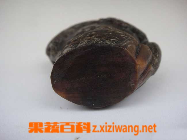 水牛角的功效与作用