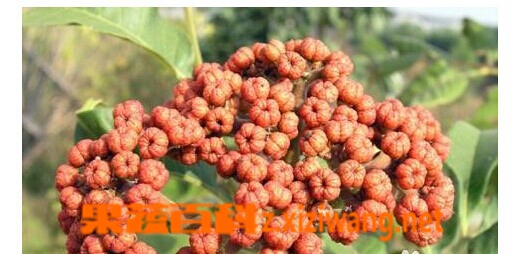 吴茱萸的功效和作用