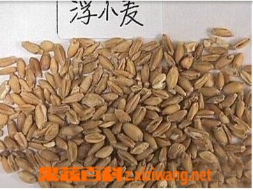 浮小麦的功效和作用