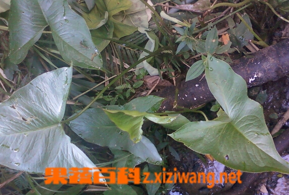 簕茨菇的功效与作用