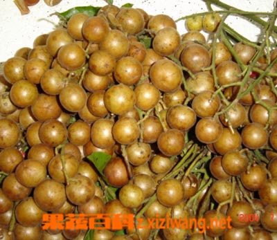 黄皮的功效