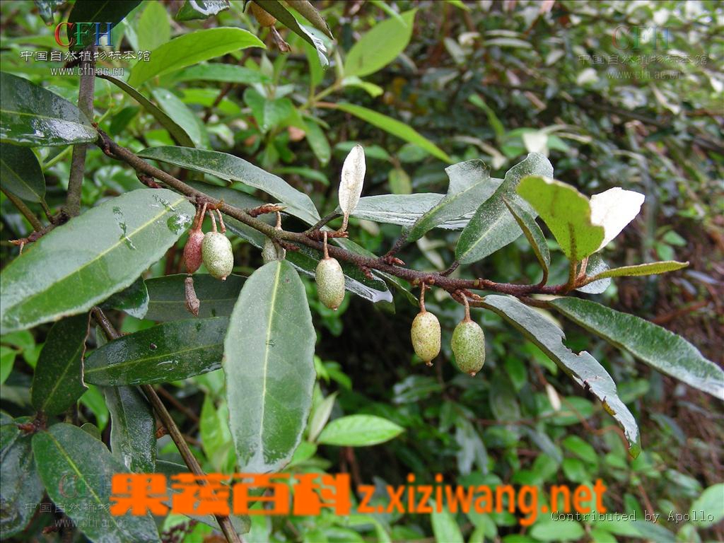 胡颓子叶知识