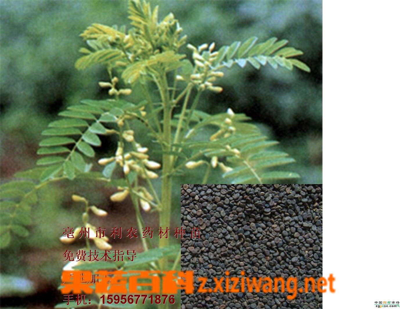 黃芪有豐胸的功效嗎
