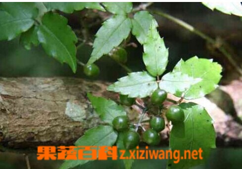 白蔹的功效与作用