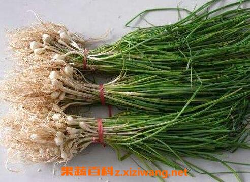 中药薤白性味归经 薤白的功效作用及应用