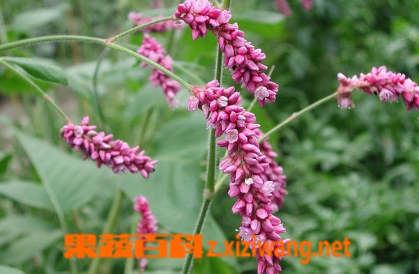 水红花子的功效与作用
